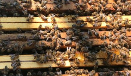 «bia til pia» – opplevelser på Hælja Hime 2021